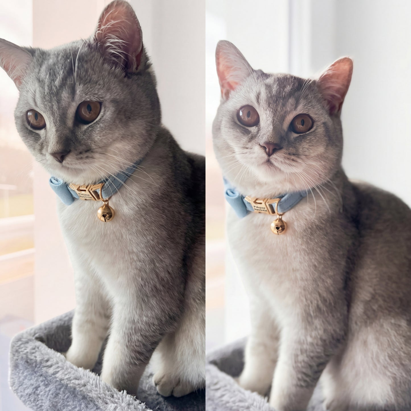Custom Engraved Bowknot Cat Collar